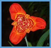 San Cristobal Language School -  Spanish School Chiapas Mexico - Flower