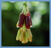 San Cristobal Language School -  Communicative Spanish Immersion- Chiapas Mexico